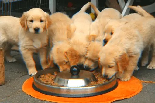 list of good dog food