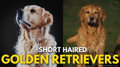 Short Haired Golden Retrievers: Truth, 6 Reasons & Types Short Haired Golden Retrievers: Truth, 6 Reasons & Types