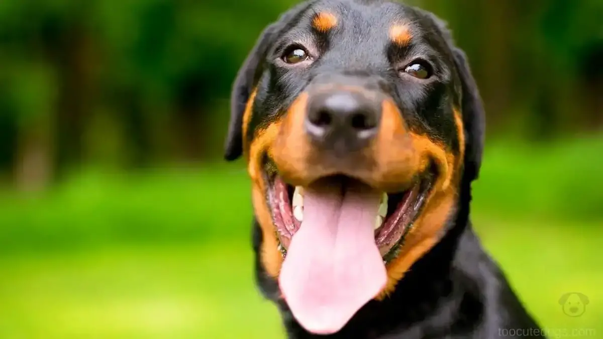 what causes a dogs jaw to quiver