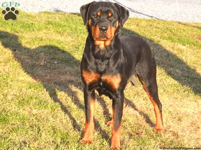 Great Dane mix with Rottweiler