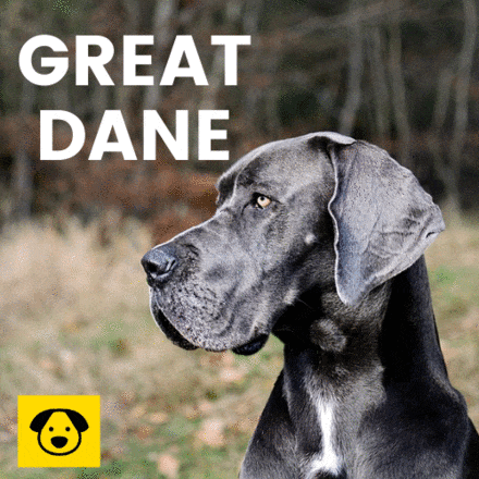 Great Dane Rottweiler