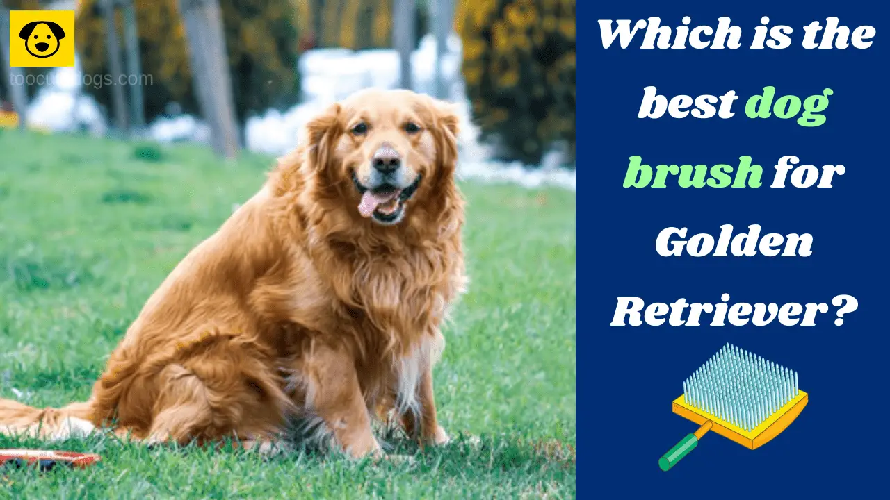 Best Dog Brush for Golden Retriever