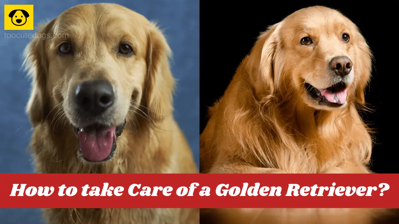 How to take Care of a Golden Retriever