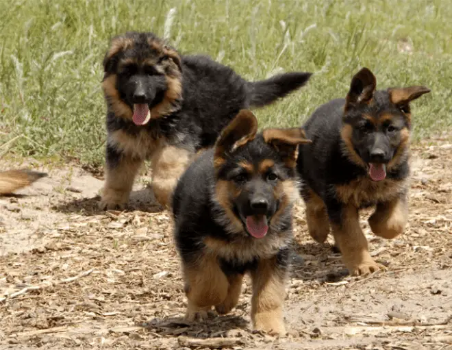 3 GSD puppies
