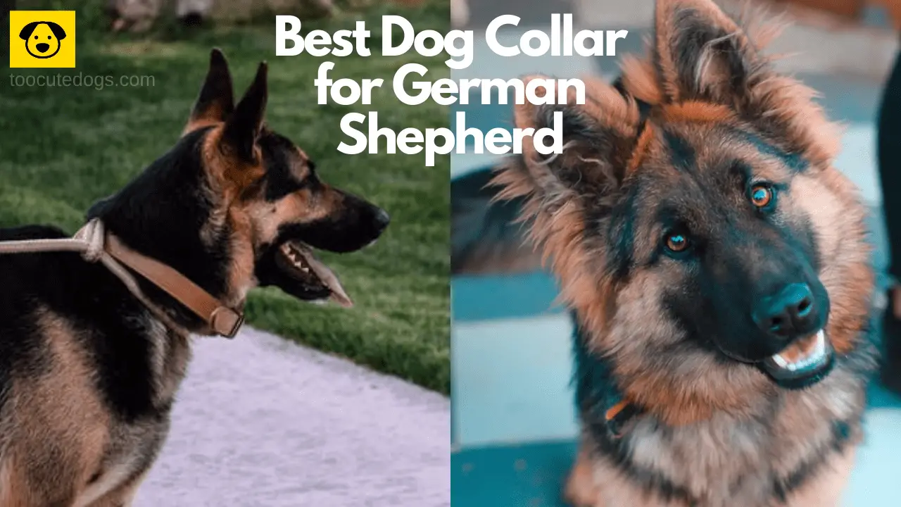 Best Dog Collar for German Shepherd