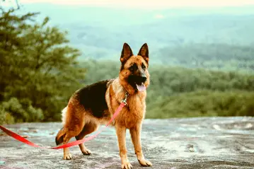 GSD with collar and leash