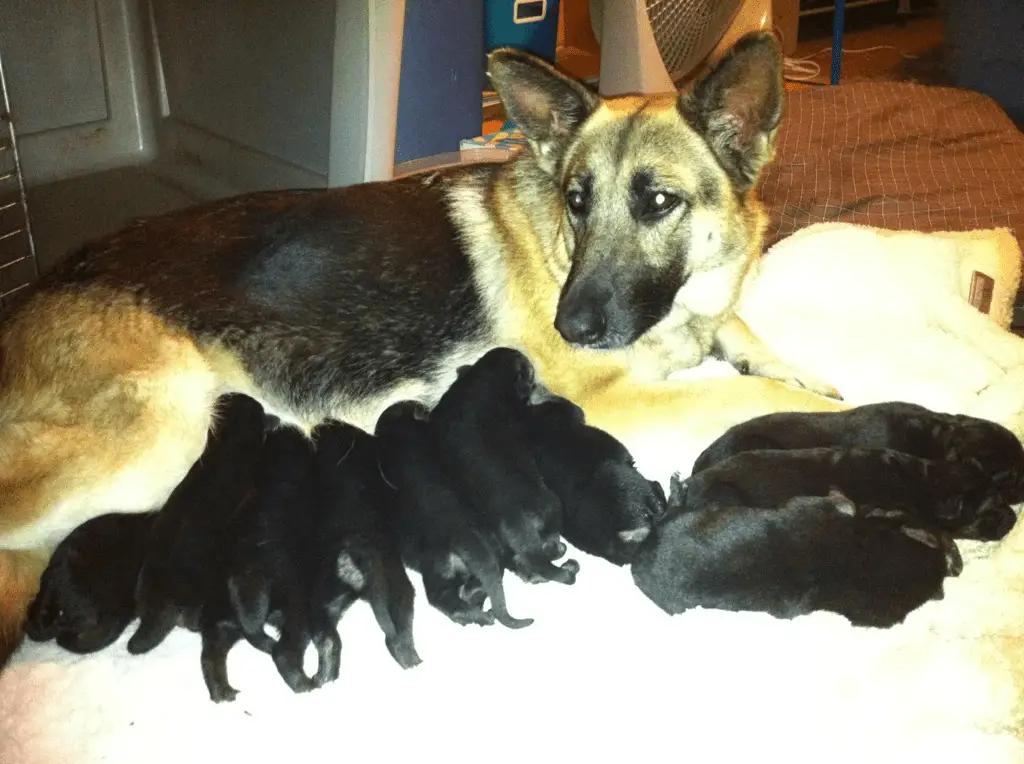 Mother GSD with her pups