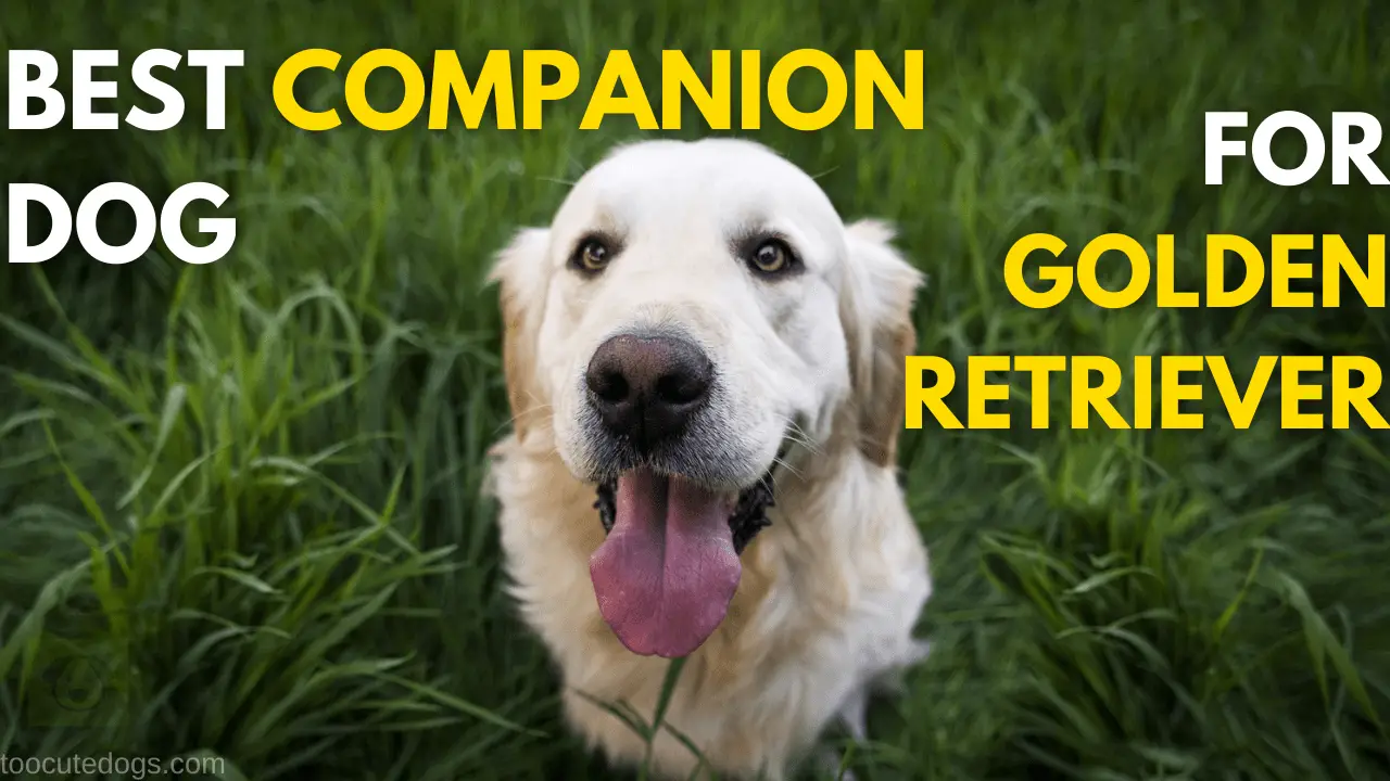 Best Companion Dog For Golden Retriever