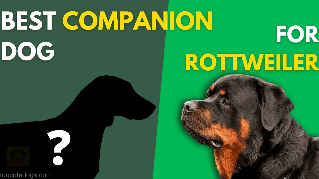 Best Companion Dog for Rottweiler