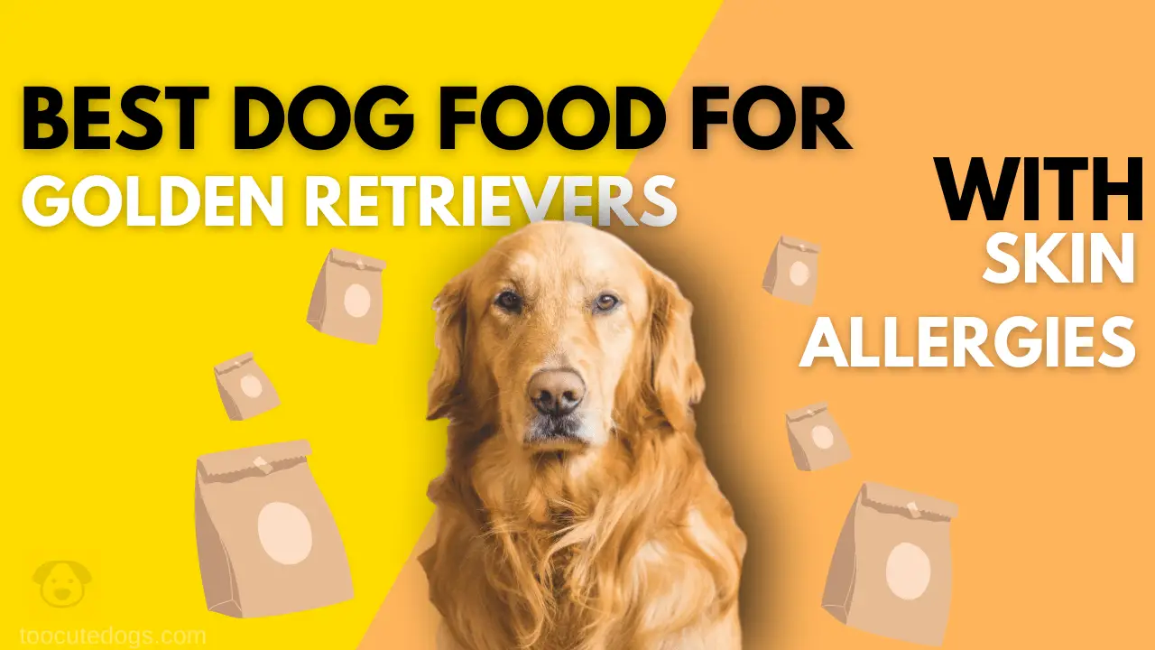 best dog food for golden retrievers with skin allergies