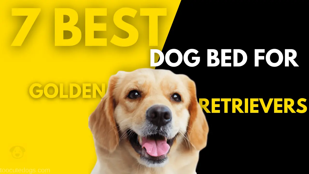 best dog bed for golden retrievers