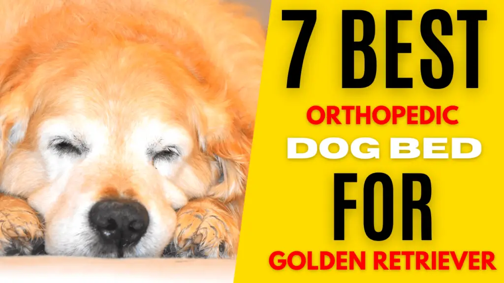 best orthopedic dog bed for golden retriever