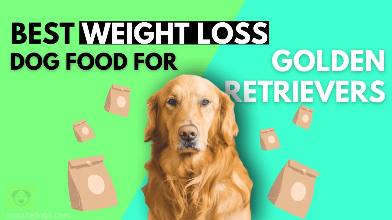 Best Weight Loss Dog Food For Golden Retrievers