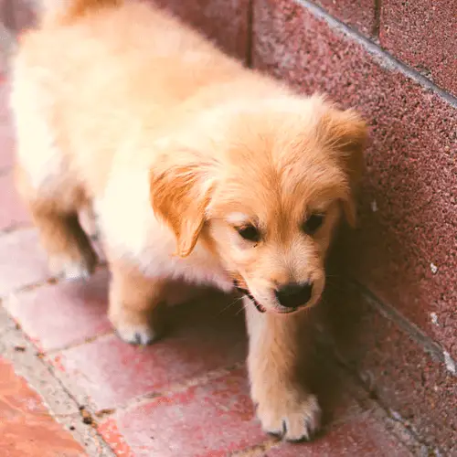 golden retriever puppy walk
