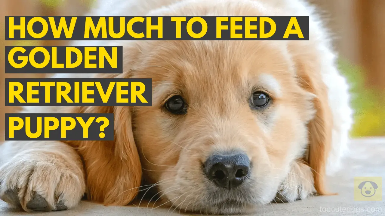 how much to feed a golden retriever puppy