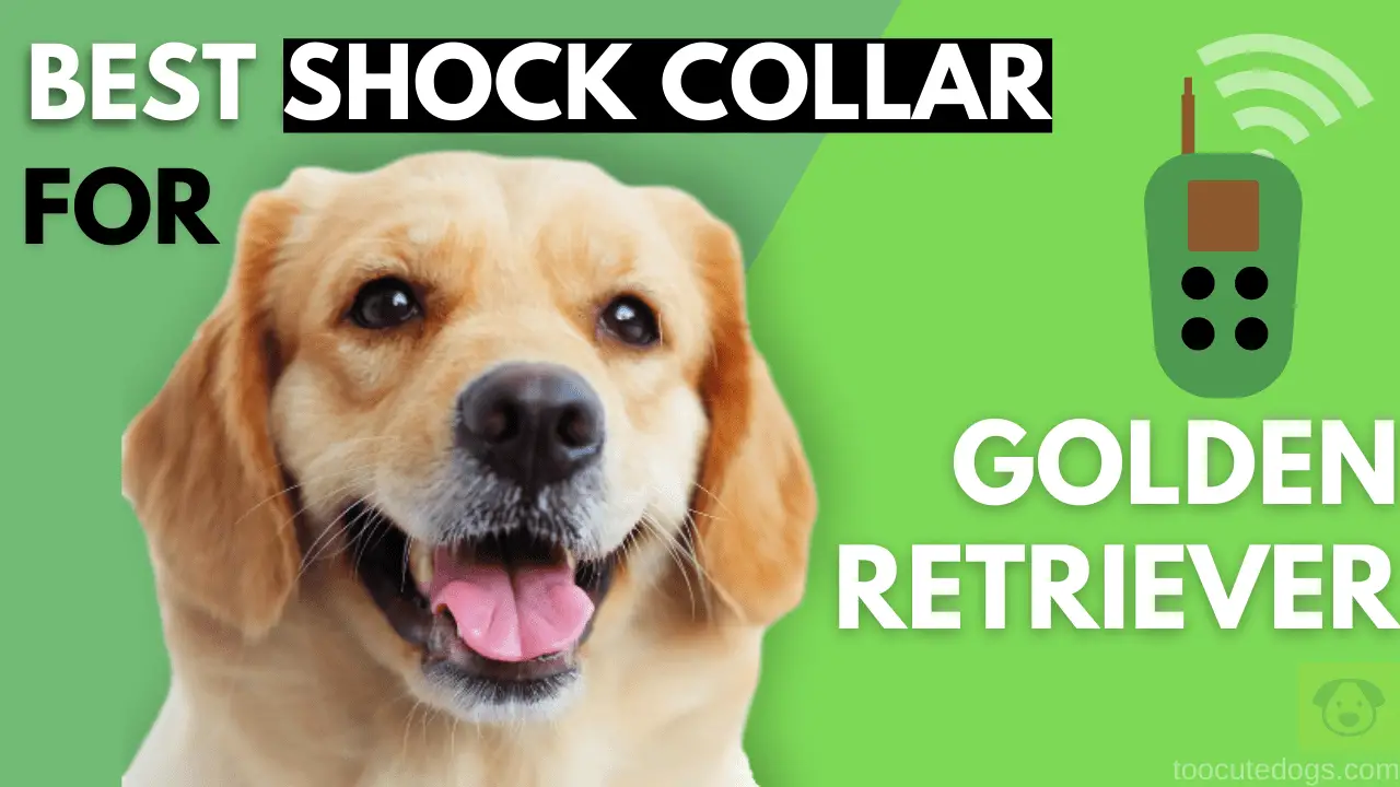 best shock collar for golden retriever