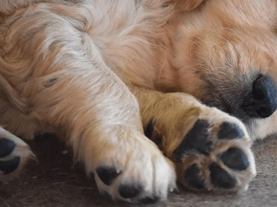 golden retriever puppy paws