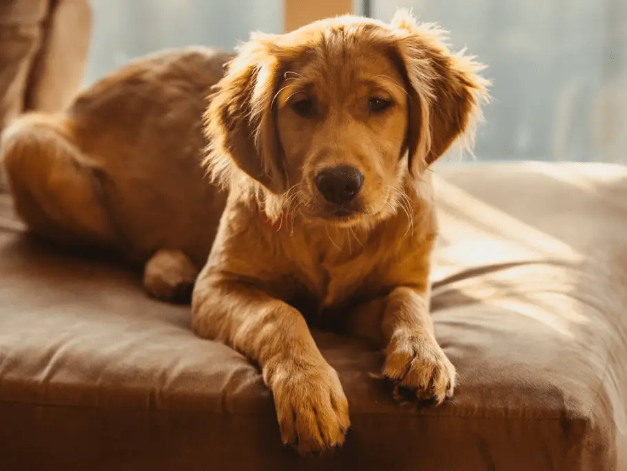 golden retriever puppy sitting on couch