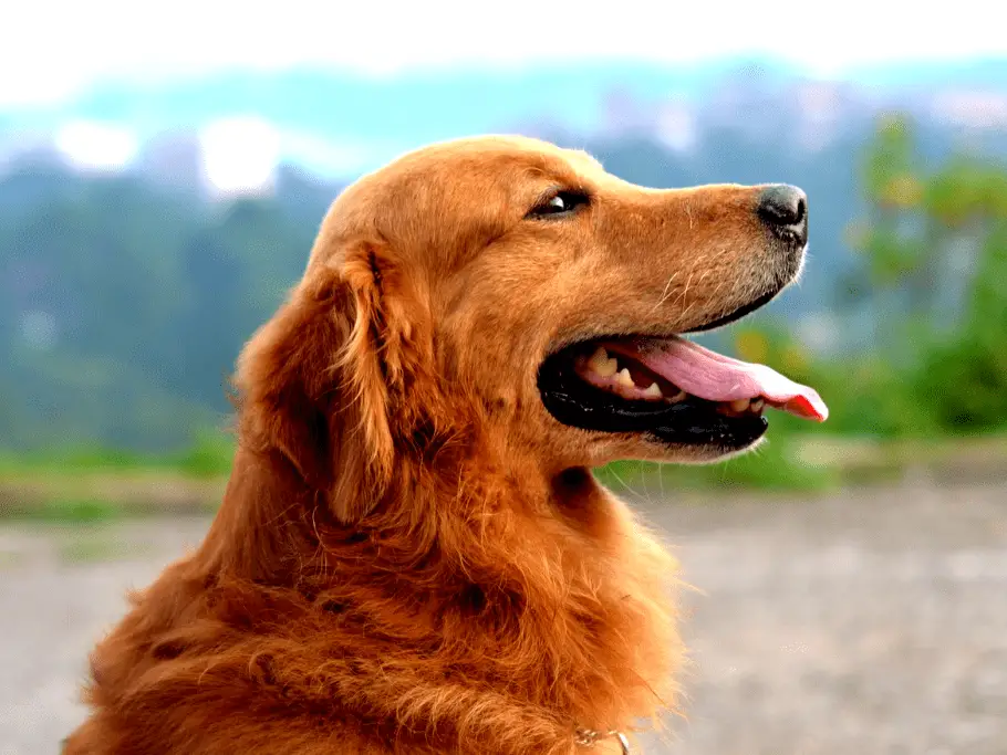 golden retriever with tongue out