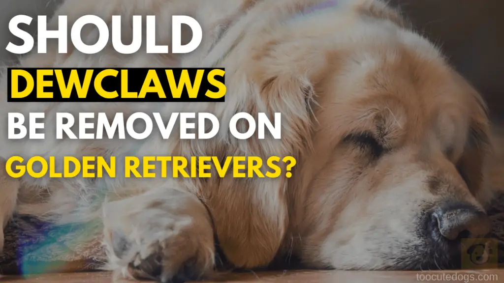 should dewclaws be removed on golden retrievers