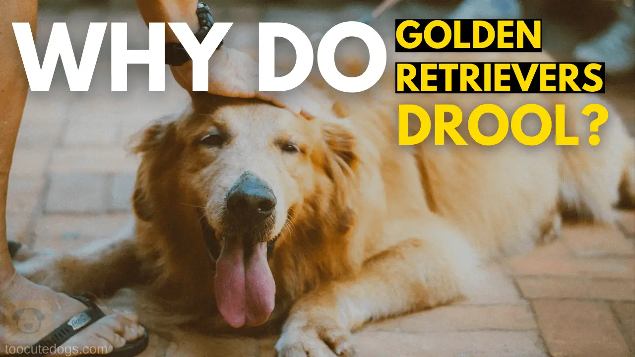 why do golden retrievers drool