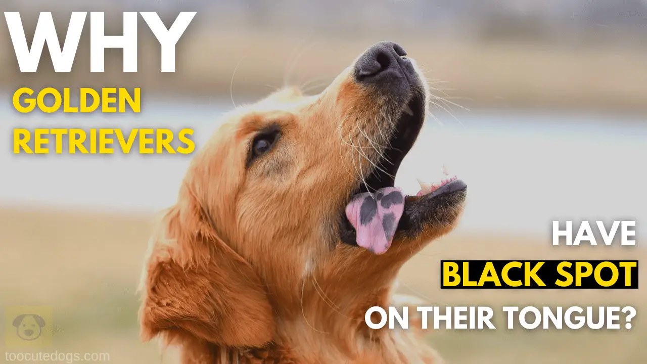 Why Golden Retrievers Have Black Spot On Their Tongue