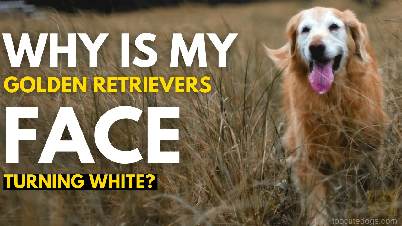 Why Is My Golden Retrievers Face Turning White