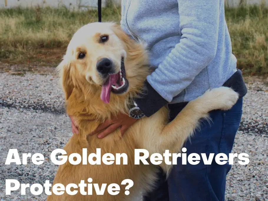Are Golden Retrievers Protective