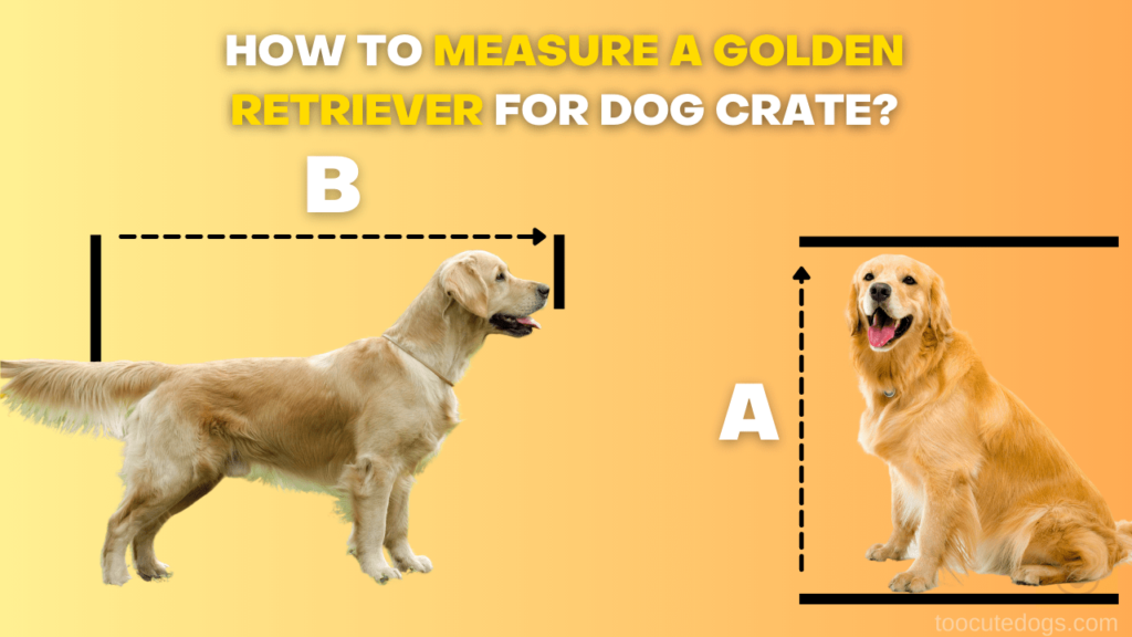 crate size for golden retriever