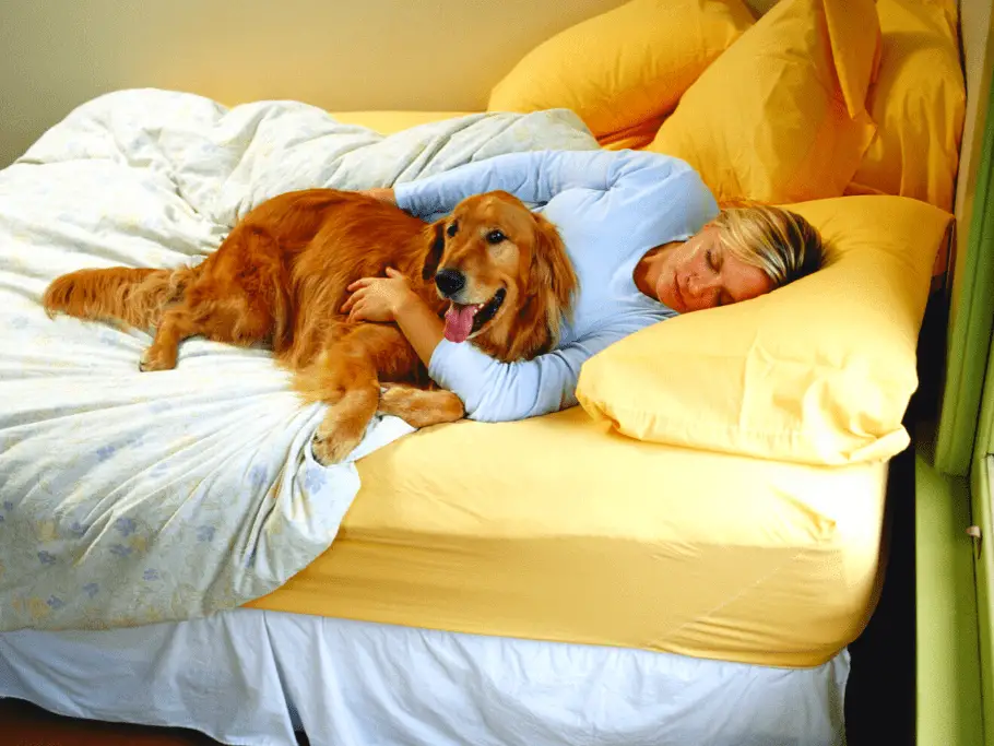 Golden Retriever In Bed With Owner