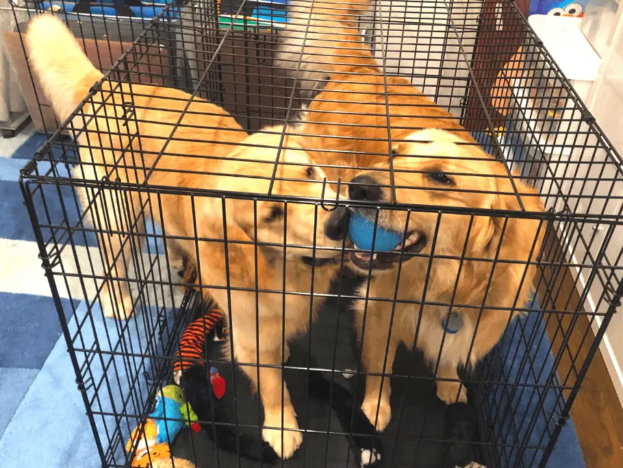 two golden retrieves in dog crate