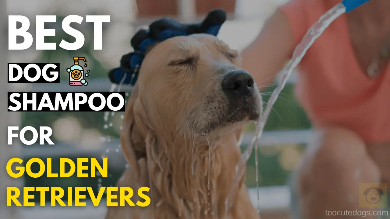 Best Dog Shampoo For Golden Retrievers