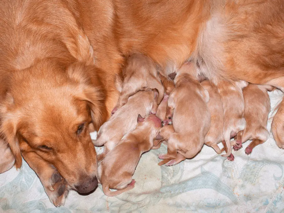 new born golden retriever puppies