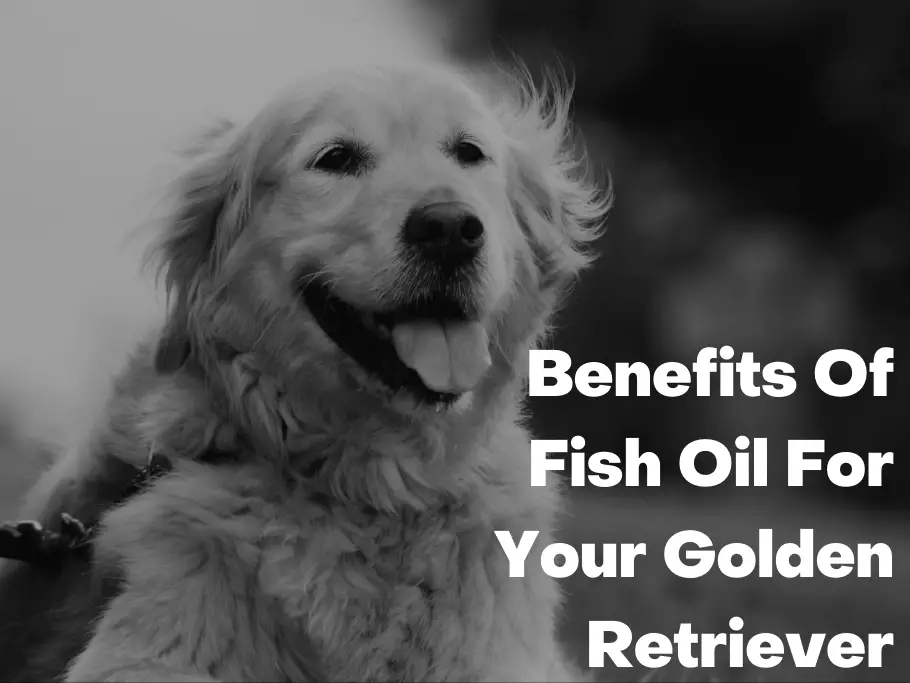 Benefits Of Fish Oil For Your Golden Retriever