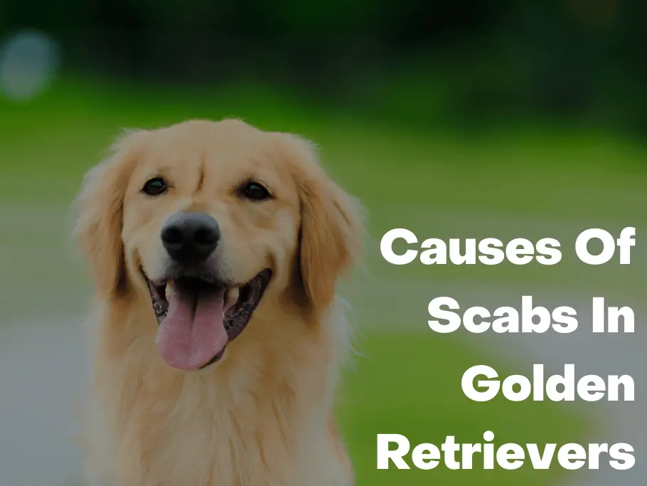 Causes Of Scabs In Golden Retrievers
