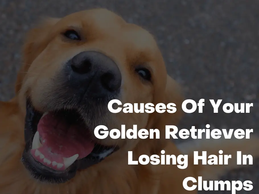 Causes Of Your Golden Retriever Losing Hair In Clumps