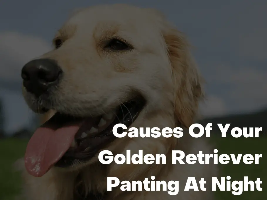 Causes Of Your Golden Retriever Panting At Night