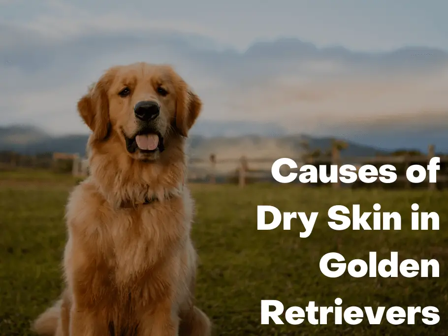 Causes of Dry Skin in Golden Retrievers