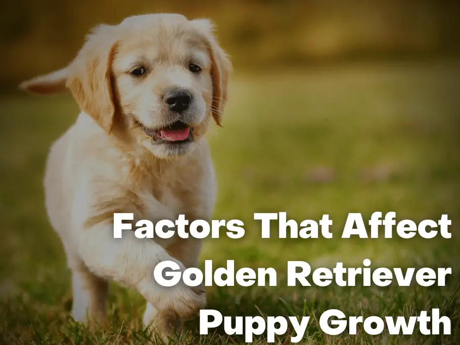 Factors That Affect Golden Retriever Puppy Growth