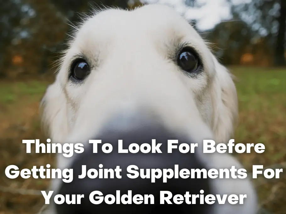 Things To Look For Before Getting Joint Supplements For Your Golden Retriever