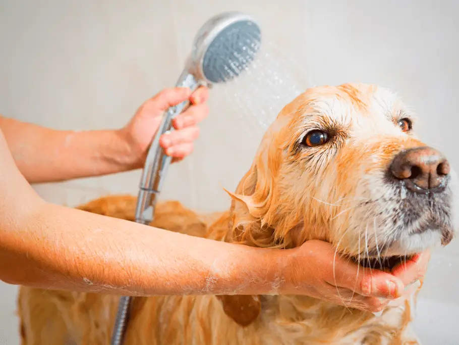 golden retriever having bath with shampoo