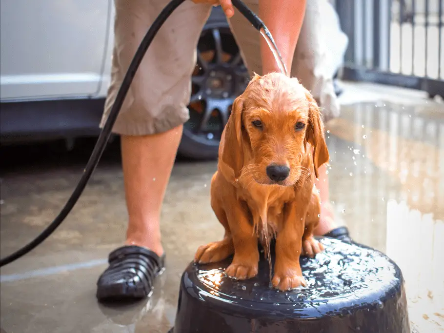 golden retriever puppy getting a bath