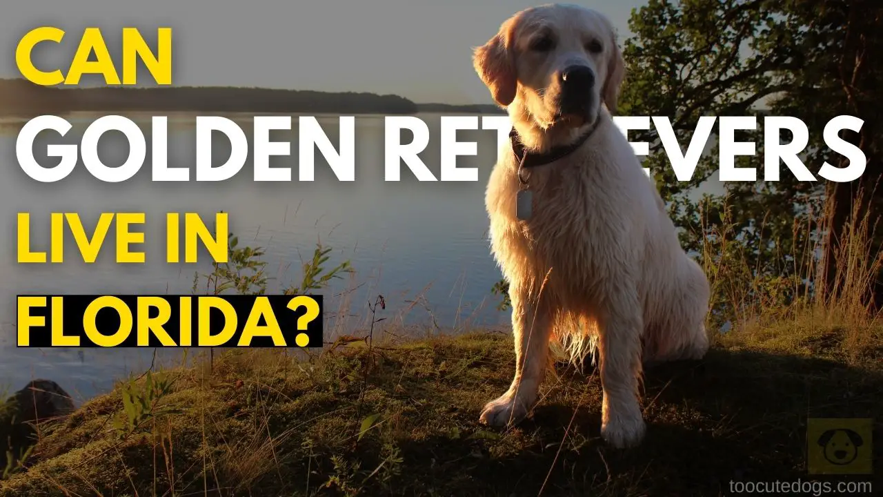 Can Golden Retrievers Live In Florida