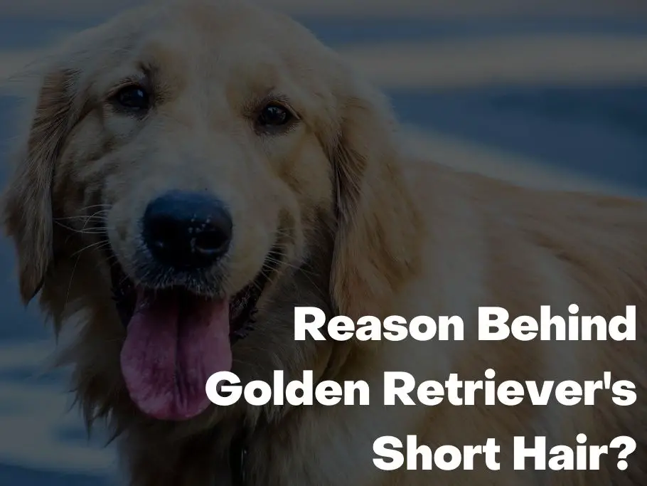 Reason Behind Golden Retriever's Short Hair