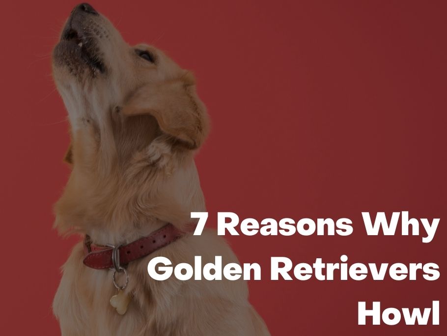 Reasons Why Golden Retrievers Howl