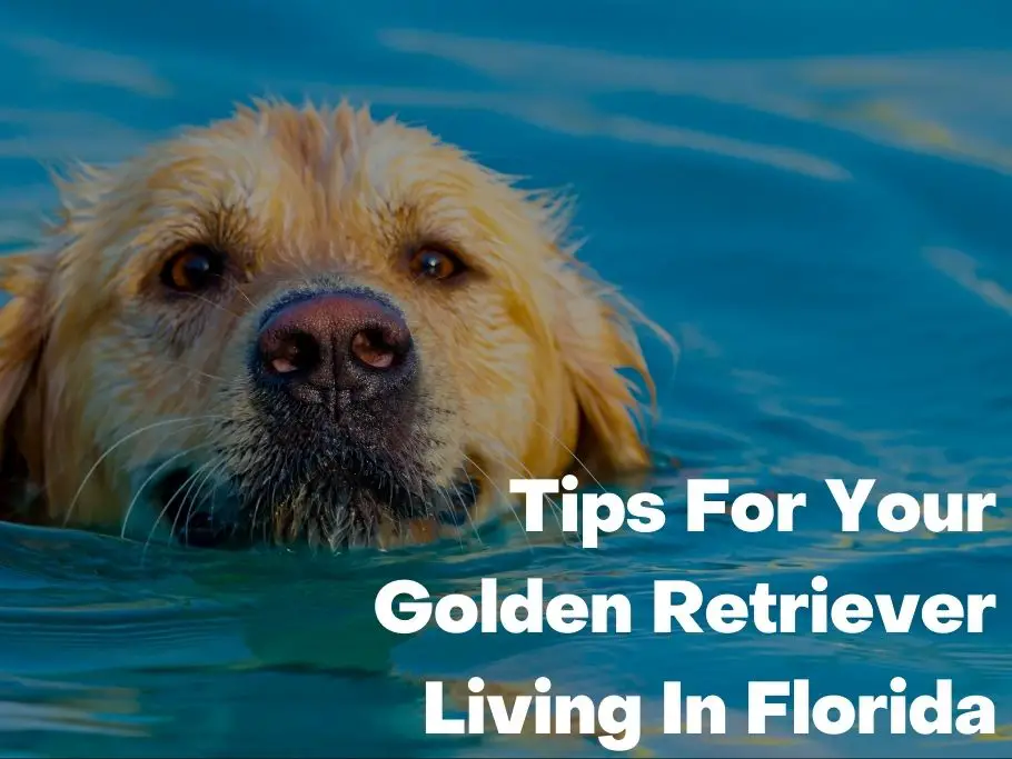 Tips For Your Golden Retriever Living In Florida