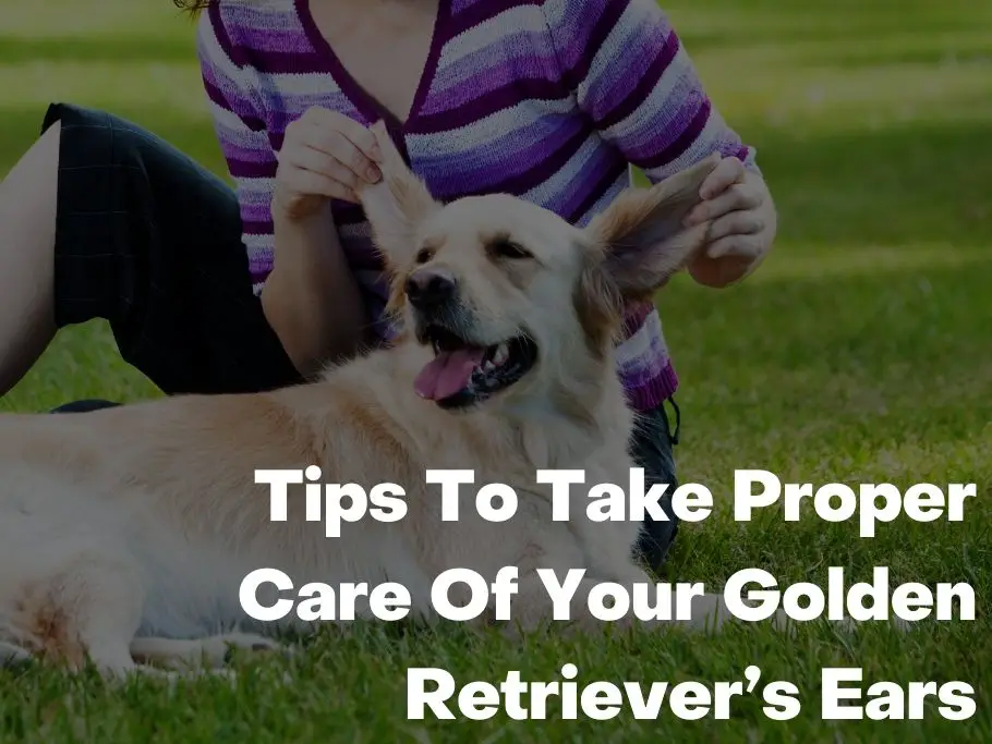 Tips To Take Proper Care Of Your Golden Retriever’s Ears