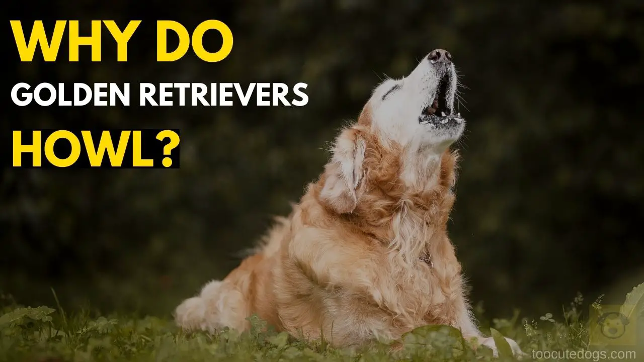 Why Do Golden Retrievers Howl