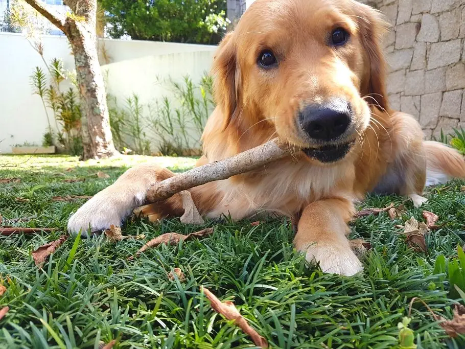 golden retriever chewing stick
