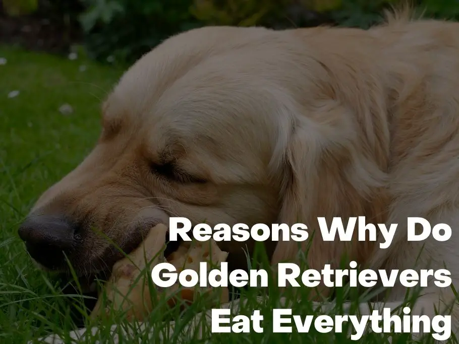 Reasons Why Do Golden Retrievers Eat Everything